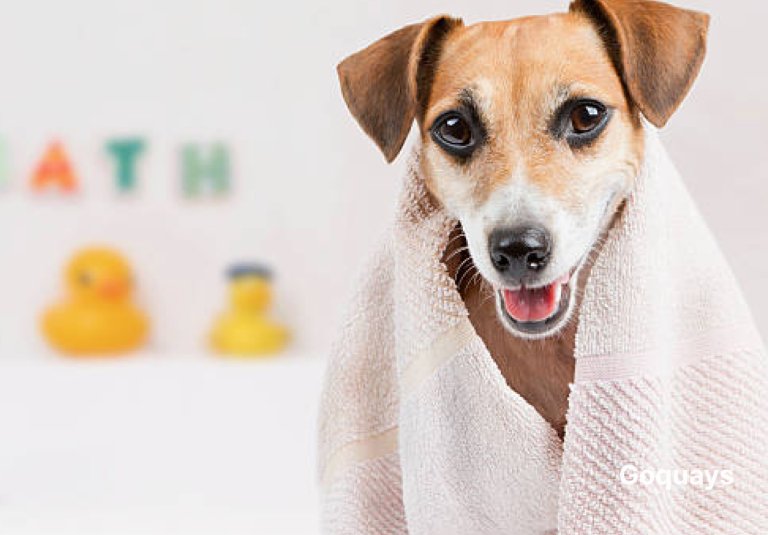 A happy dog wrapped in a towel after a bath, looking fresh and clean