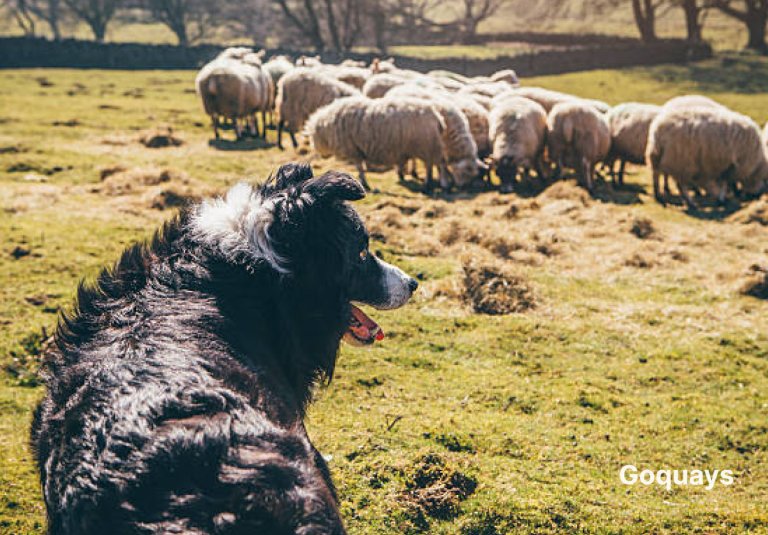 A sheepdog herding livestock in a field