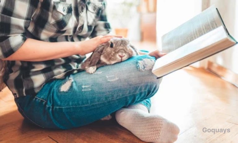 An image of a person reading a rabbit care book or watching a tutorial on rabbit care