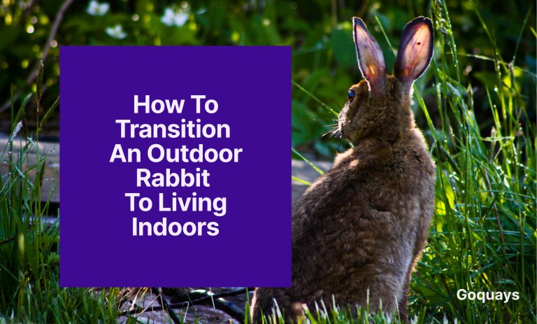 How to Transition an Outdoor Rabbit to Living Indoors