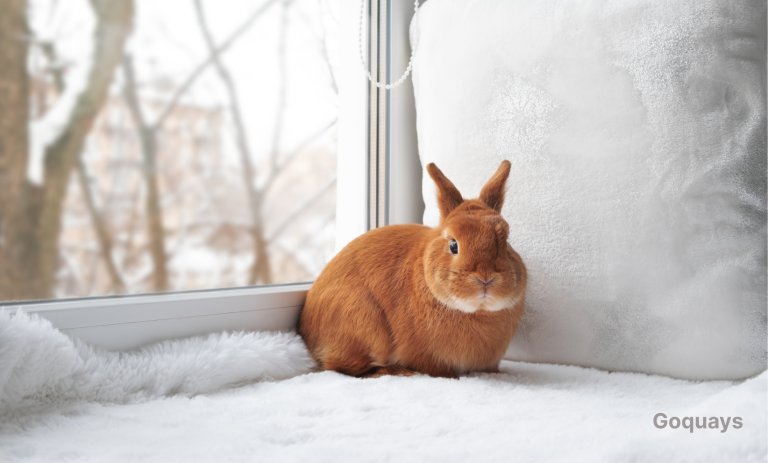 a bored looking rabbit in an empty living room or space