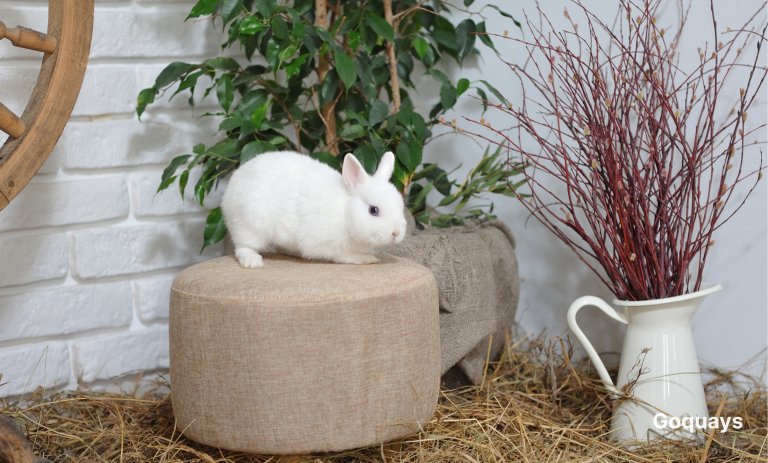 an image of a rabbit in a home that is rabbit-proofed with a play pen covered with gates and enrichment toys around