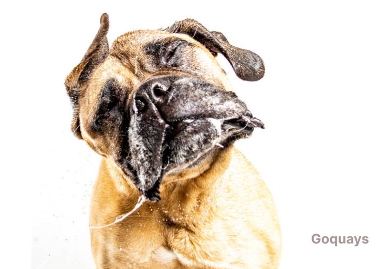Close-up of a dog shaking its head, looking uncomfortable