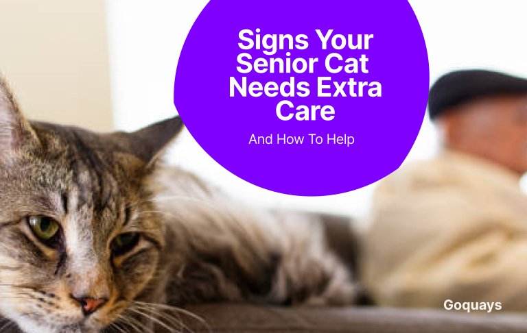 Signs Your Senior Cat Needs Extra Care