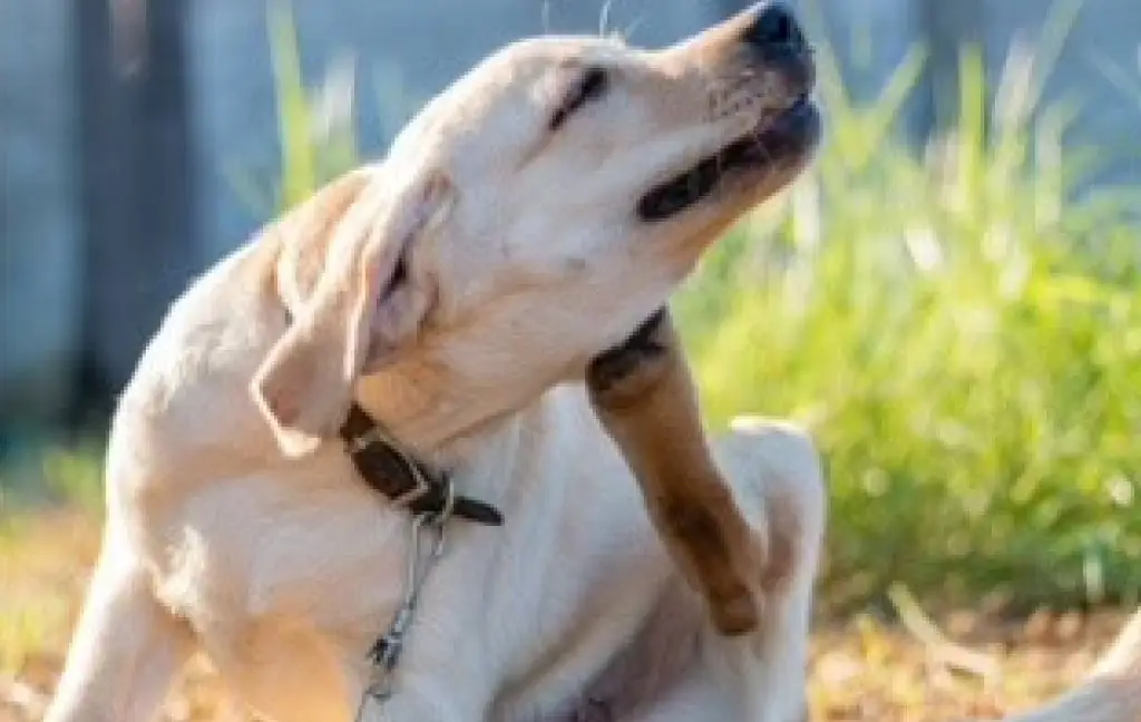 Uncommon food allergy in dogs