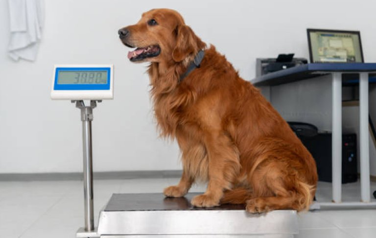 A caring pet owner using a pet scale to monitor their golden retriever's weight