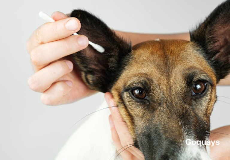 A dog getting its ears cleaned with a cotton ball by a caring owner