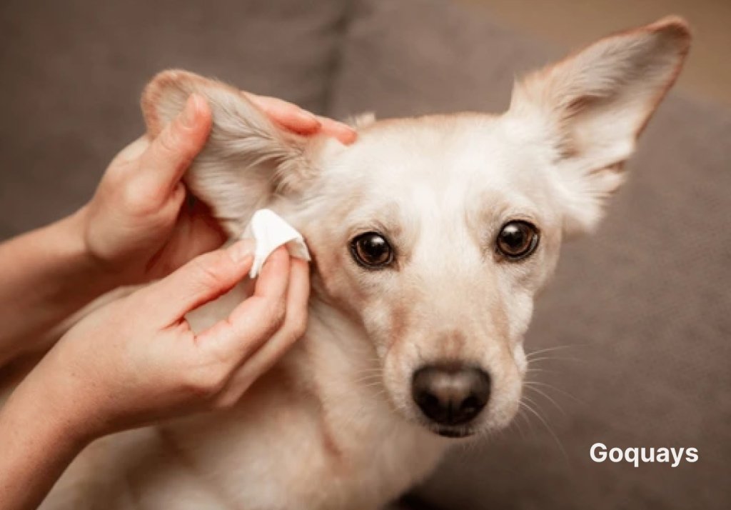 A dog with its ears being gently cleaned, demonstrating regular maintenance to prevent infections.