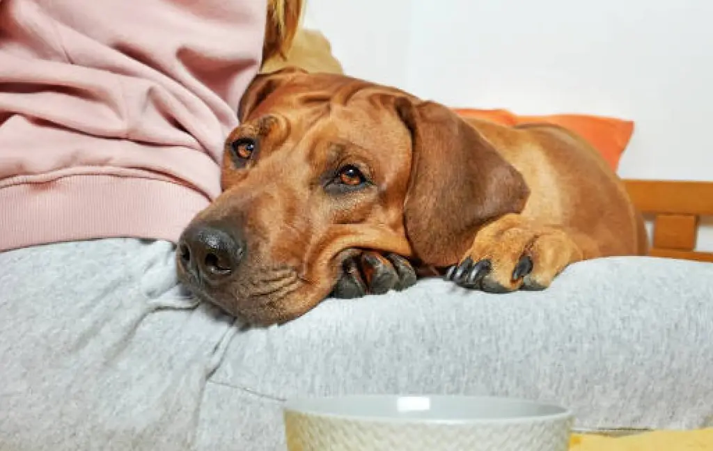Pet insurance