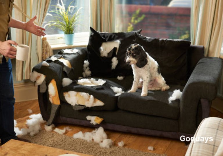 A living room scene showing a guilty-looking dog next to chewed-up shoes and a destroyed pillow