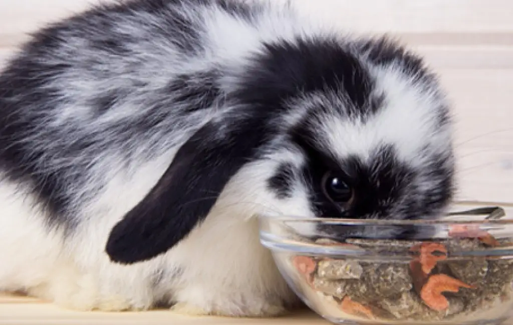Food allergies in rabbits and horses