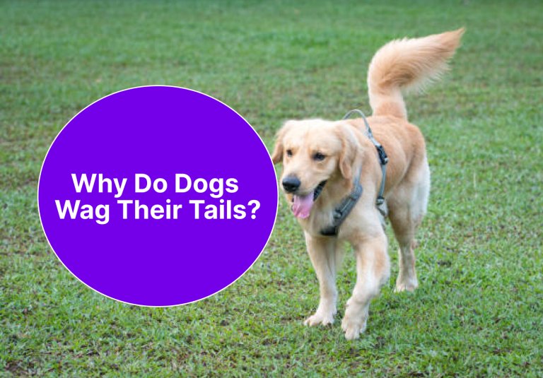 A curious dog tilting its head with a gently wagging tail