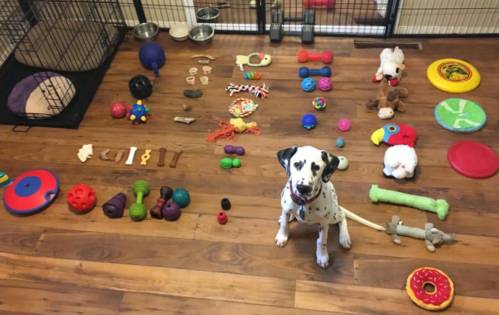 How to Toilet Train a Puppy When You Work Full-Time