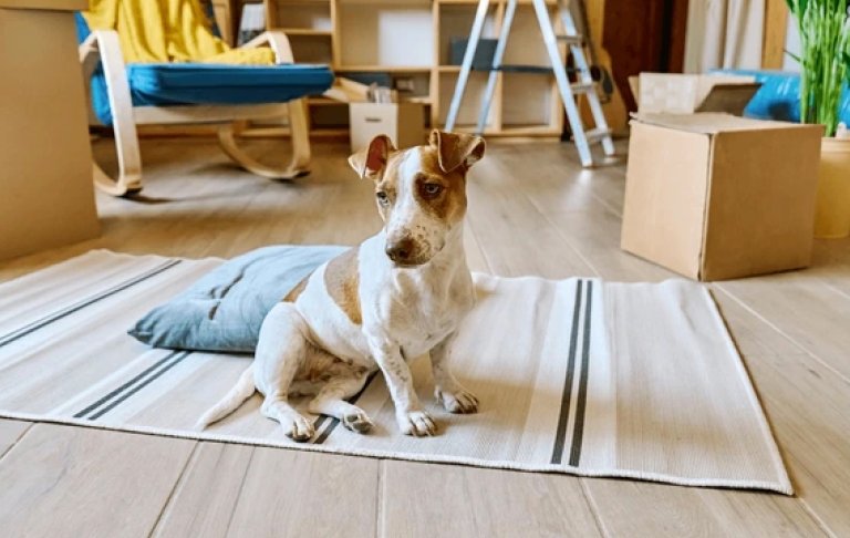 A happy young puppy sitting on a clean floor near an open back door