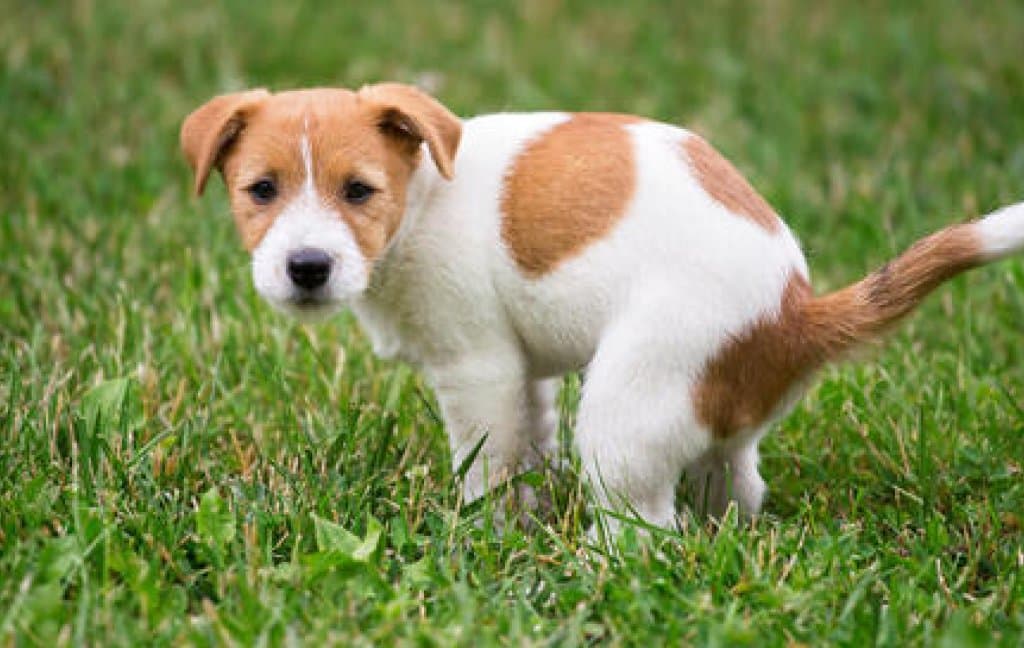 How to Toilet Train a Puppy Without Training Pads