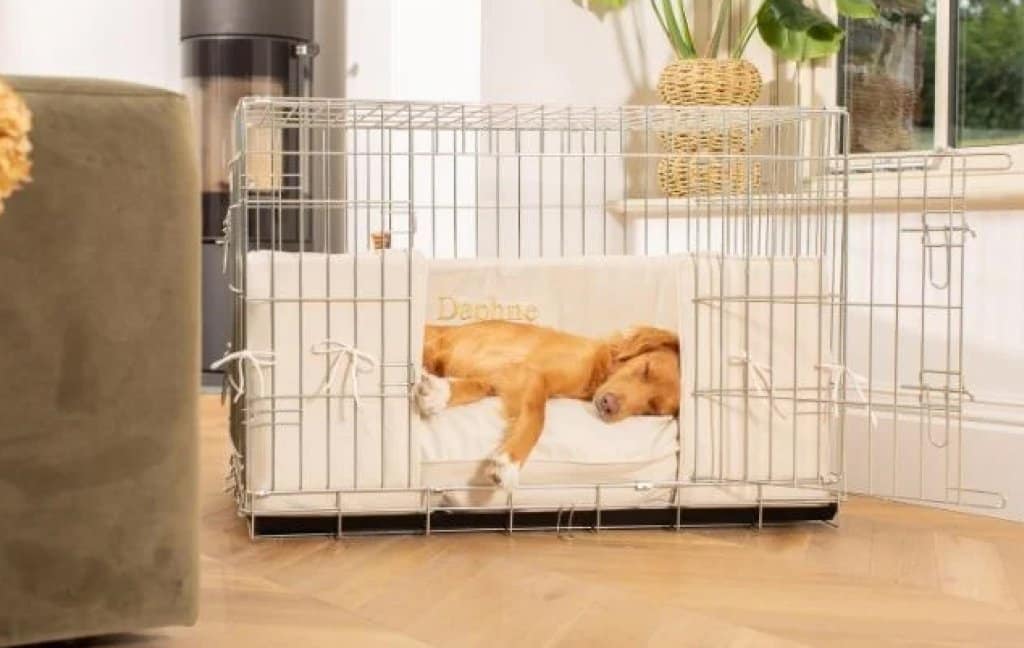How to Toilet Train a Puppy Dog at Night