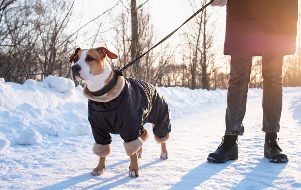 How to Toilet Train a Puppy During Winter