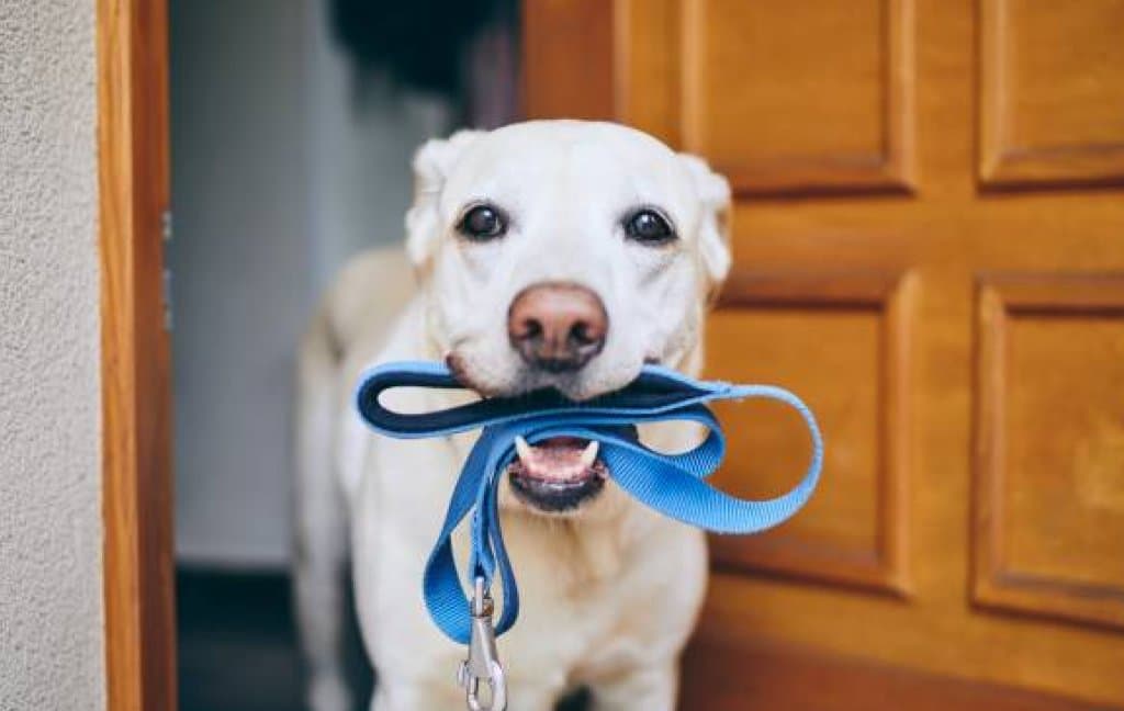 How to Toilet Train a Puppy After 6 Months