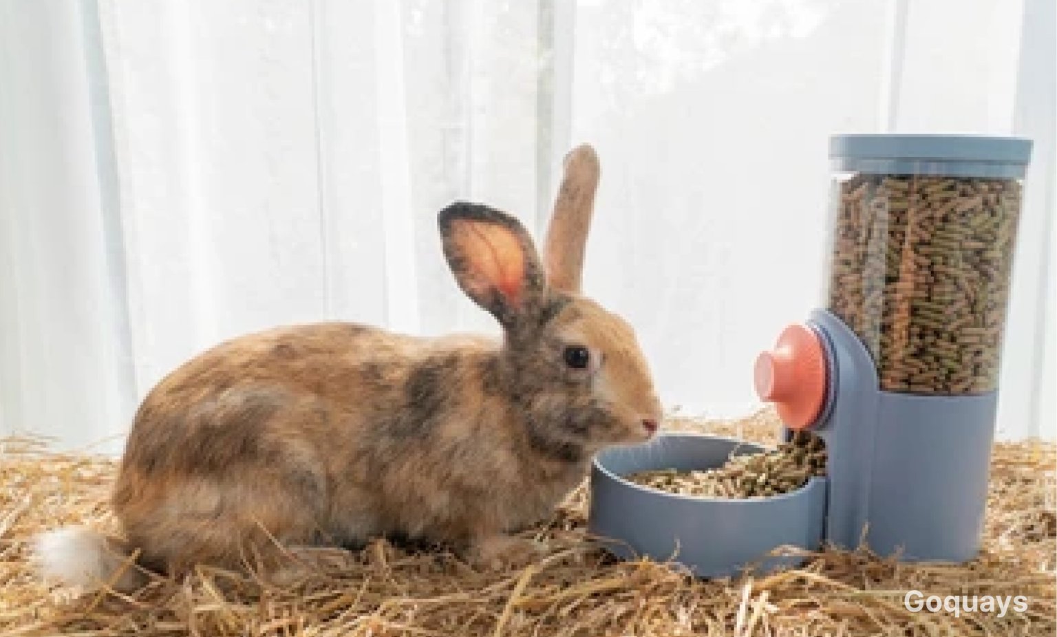 How Much Hay Should a Rabbit Eat - Goquays