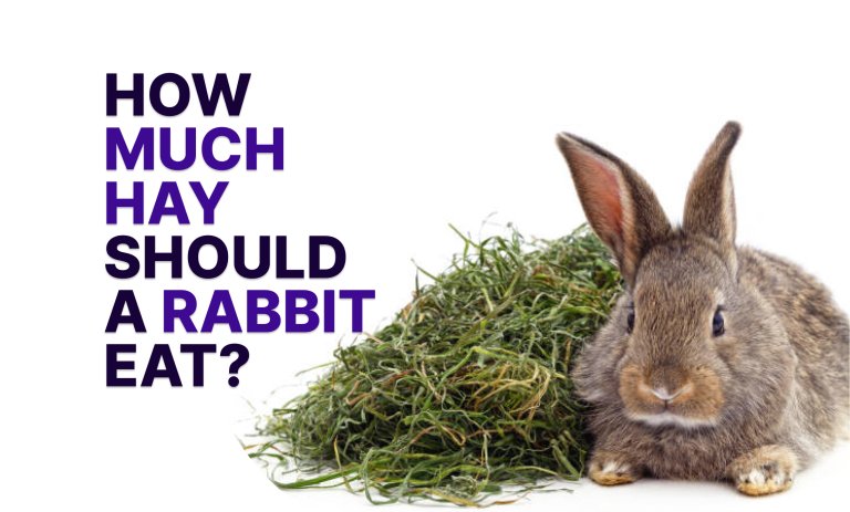 How Much Hay Should a Rabbit Eat_ (1)