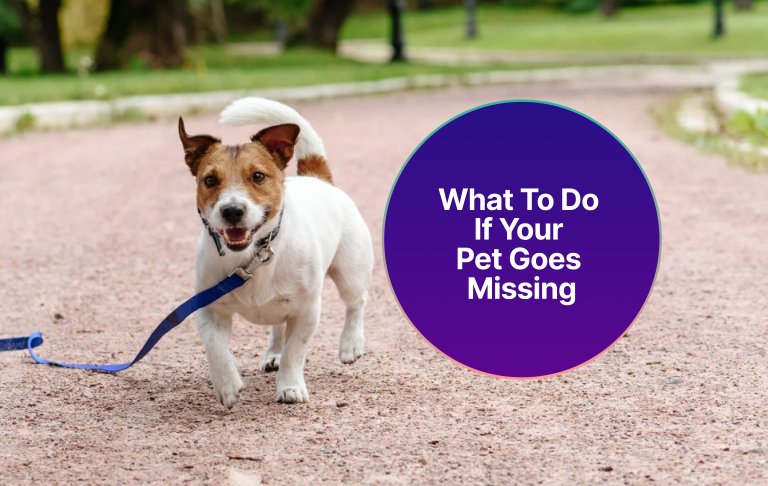 What to Do If Your Pet Goes Missing