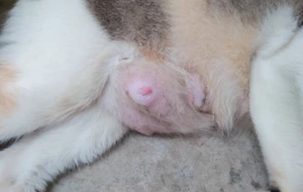 Pregnancy in cats