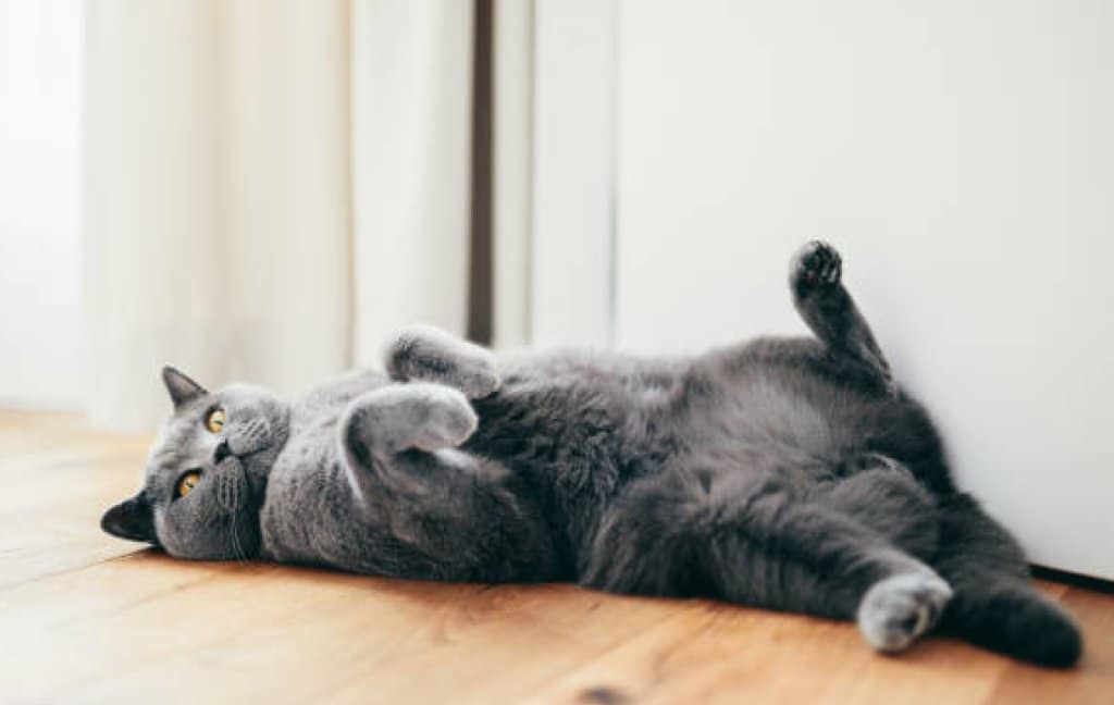 Heat cycles in cats