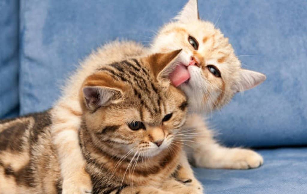 Mating signals in cats