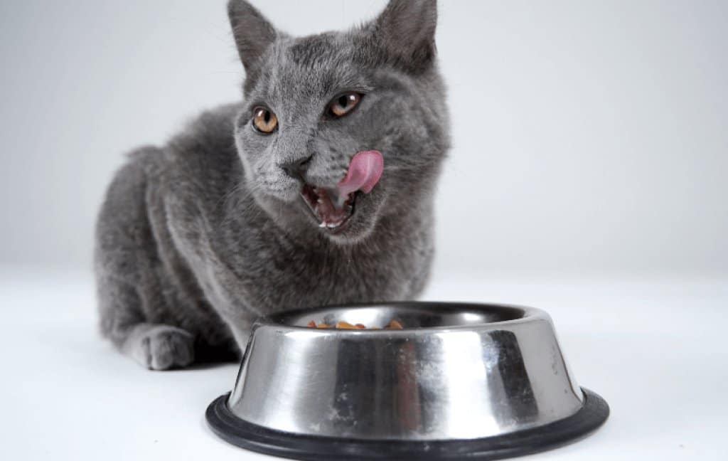pregnant cat care