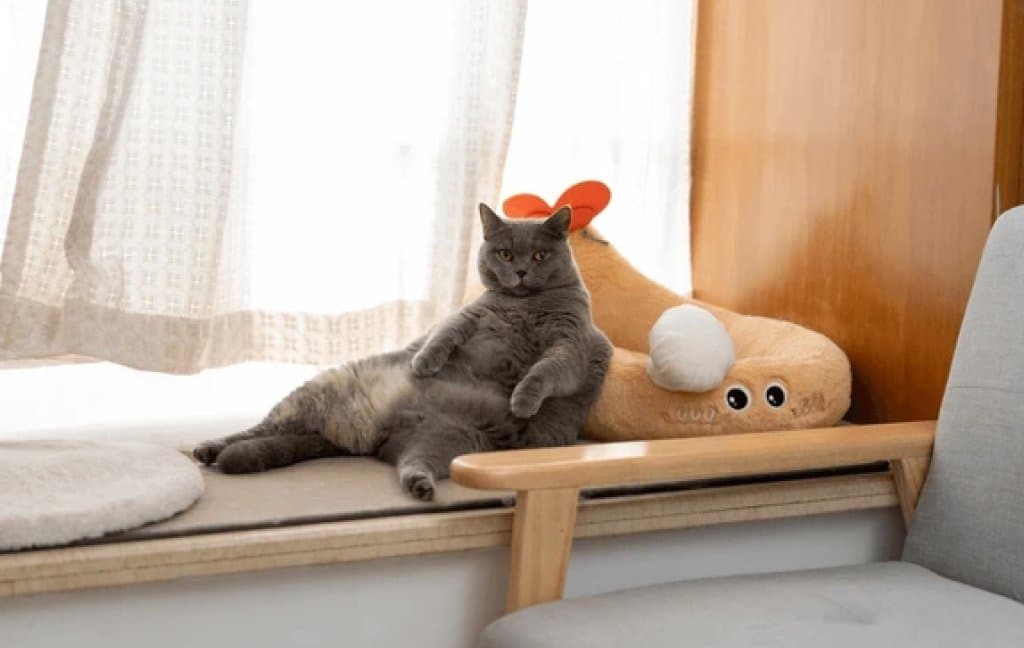 A pregnant cat resting calmly