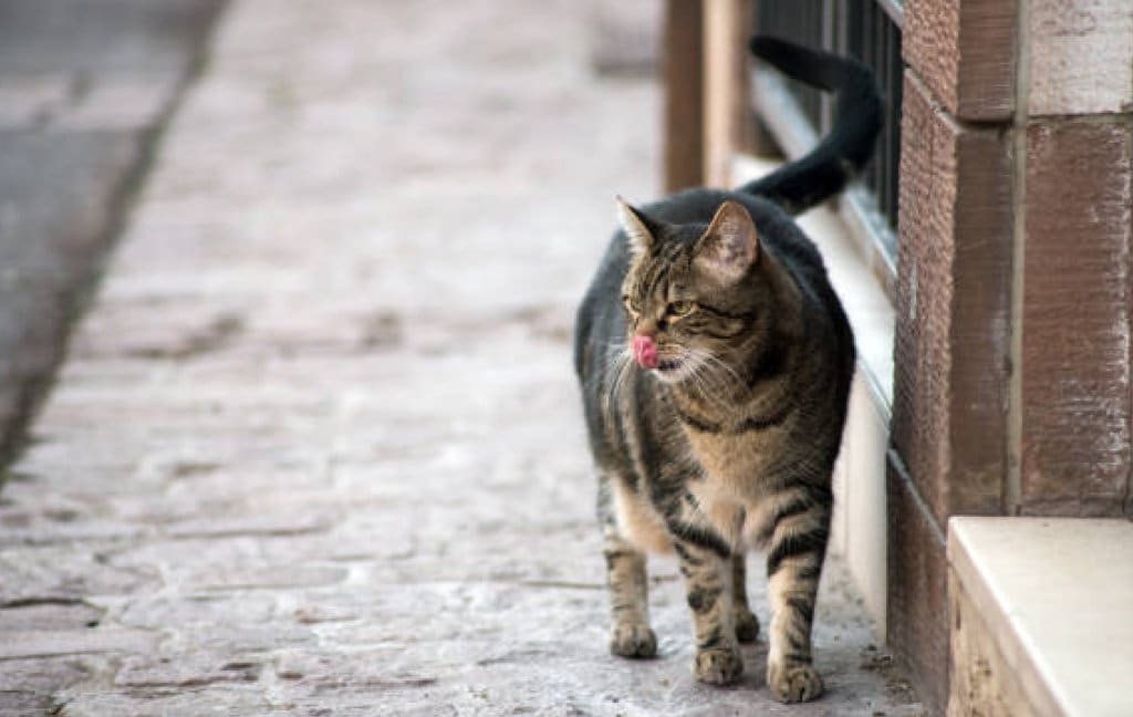 Signs of Labour in Cats
