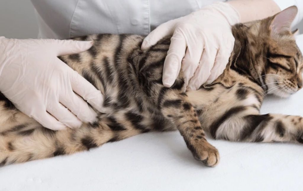 A veterinarian gently examining a pregnant cat’s belly