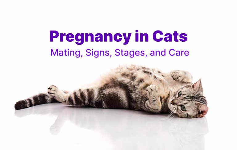 An adult pregnant cat, lying down