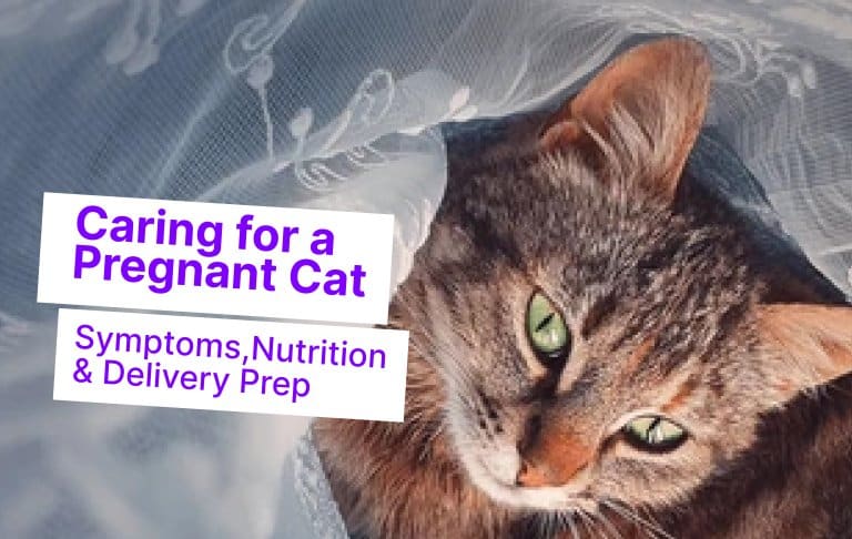 Caring for a Pregnant Cat