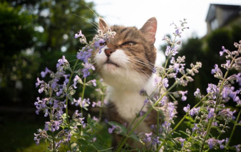 Front portrait of a long-haired, multicolored domestic cat holding the catnip with her paw and claws