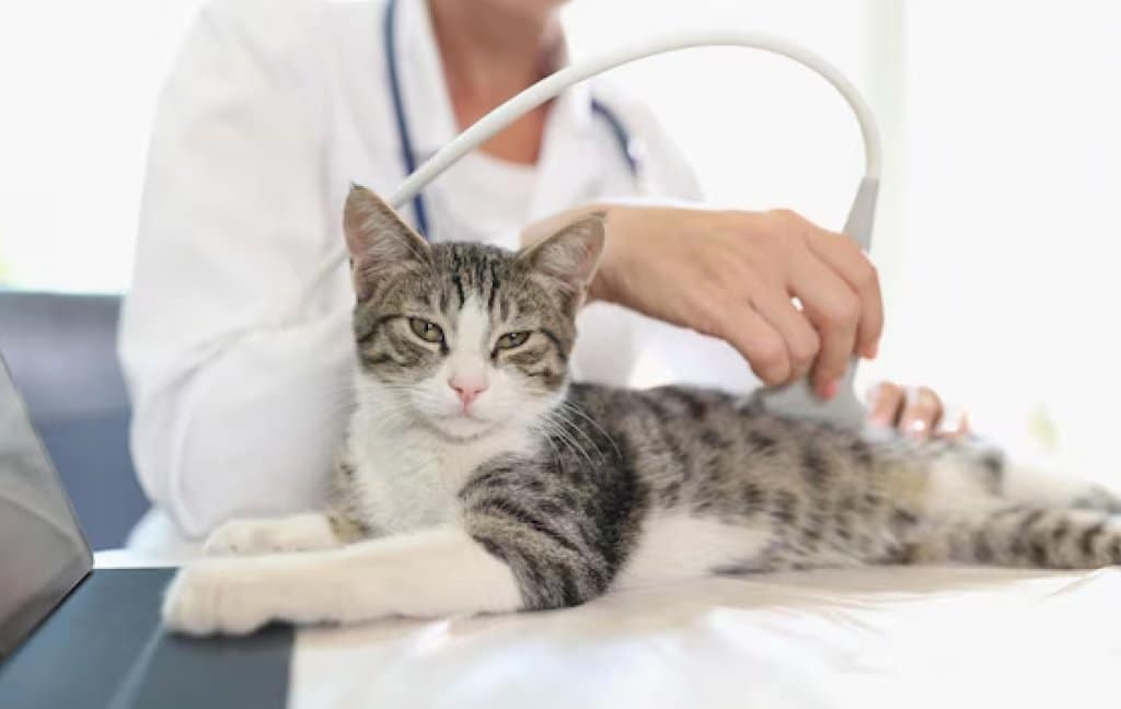 Pregnant cat at vet