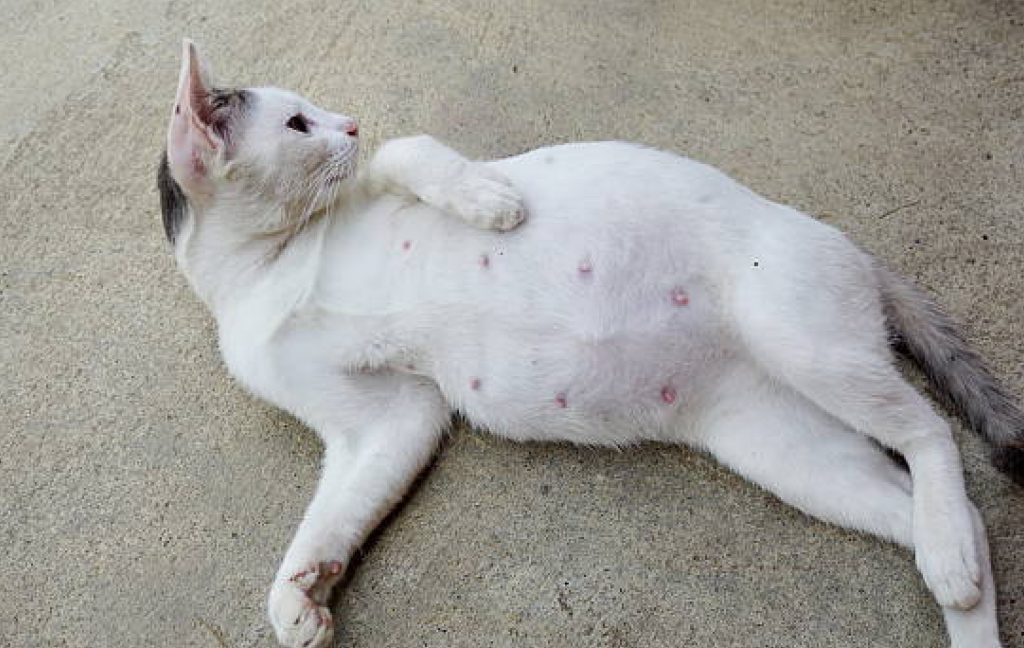 Pregnant cat with firm belly and pink nipples, resting comfortably