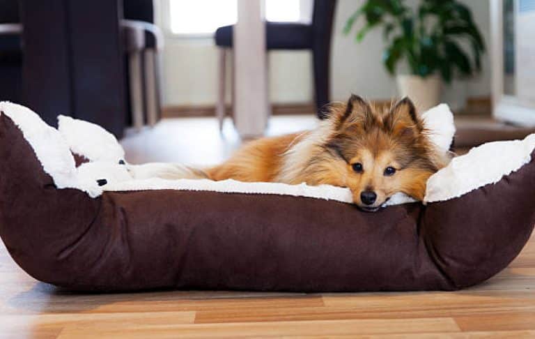A dog lying beside an empty pet bed, gazing softly into the distance