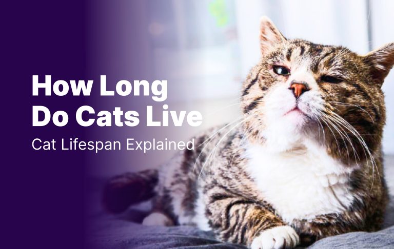 How Long Do Cats Live