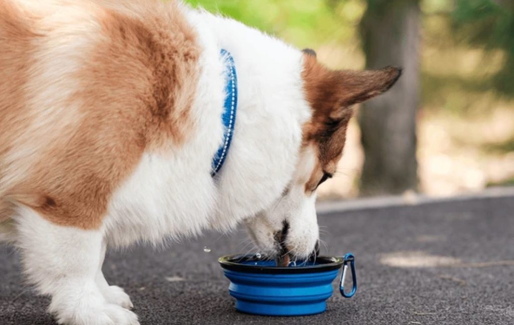A dog drinking water