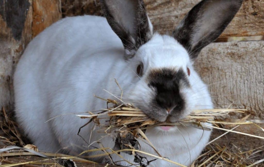 A pregnant rabbit eating