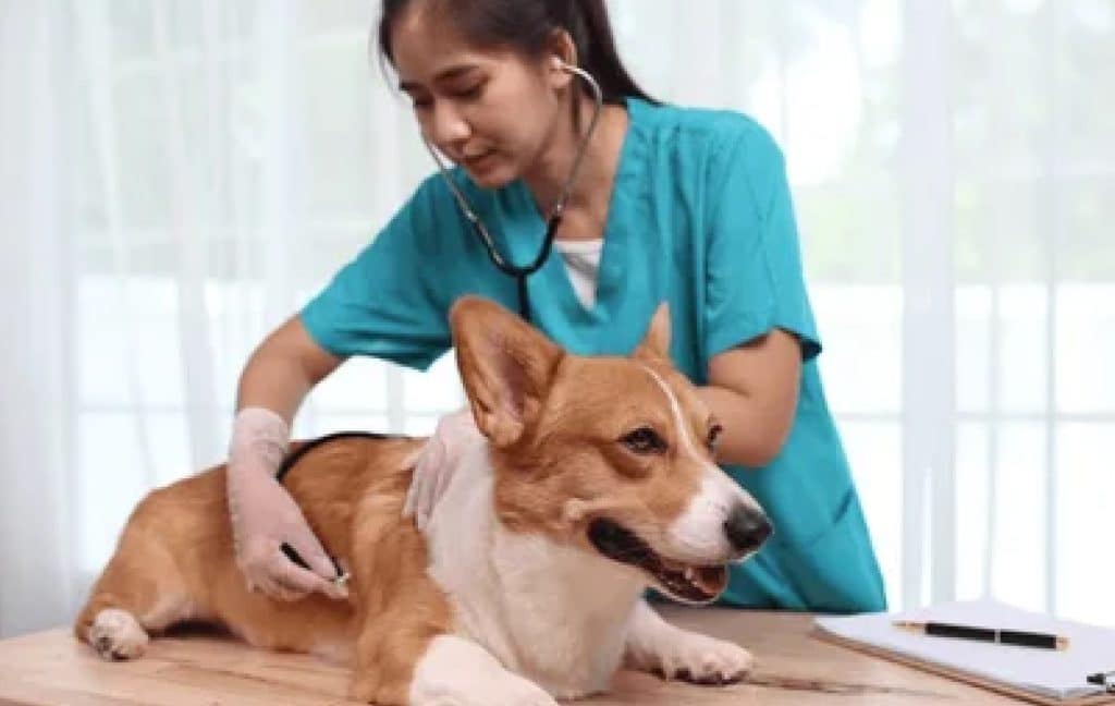 Veterinarian examining a pet. with travel checklist
