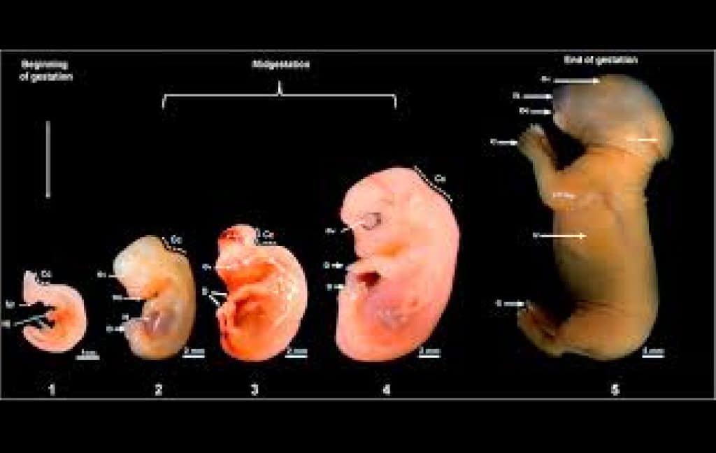 Pregnancy developmental stages in rabbit