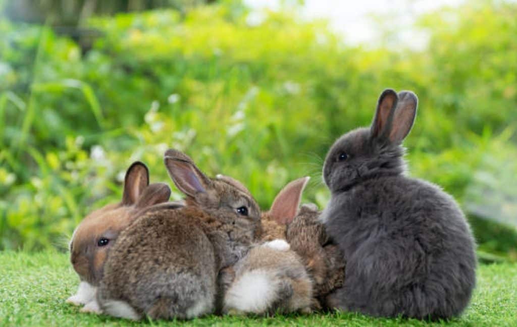 A litter of rabbit