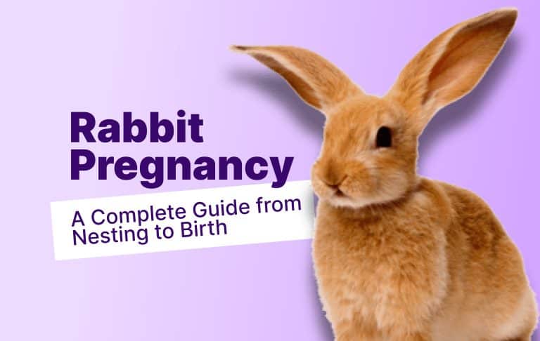 Rabbit Pregnancy