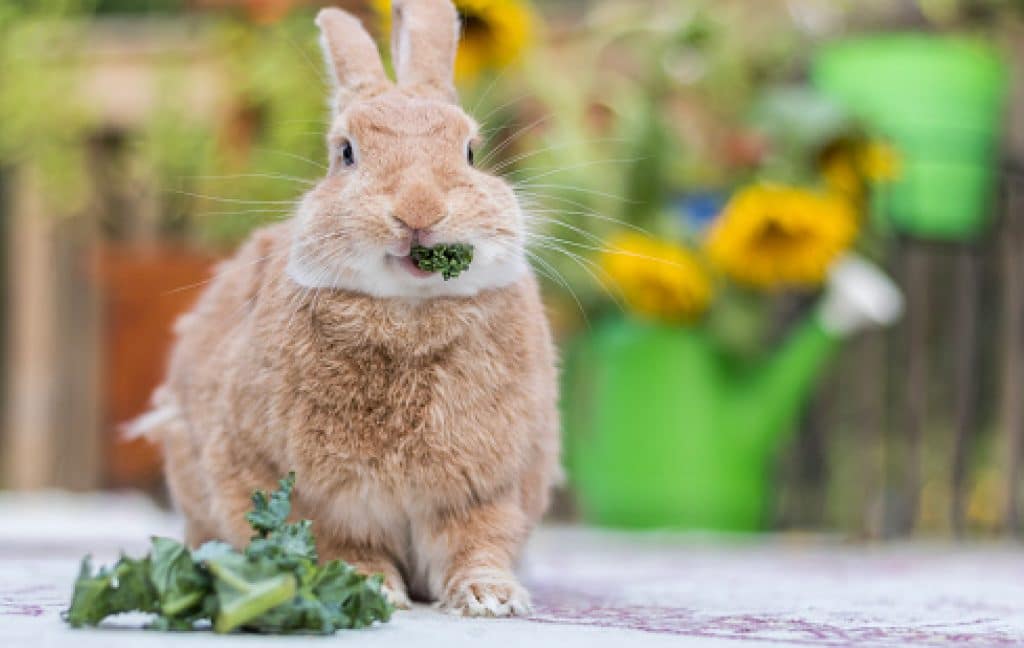 A pregnant rabbit eating