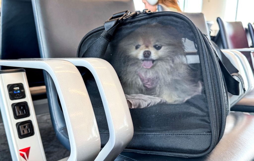 A dog in a travel bag