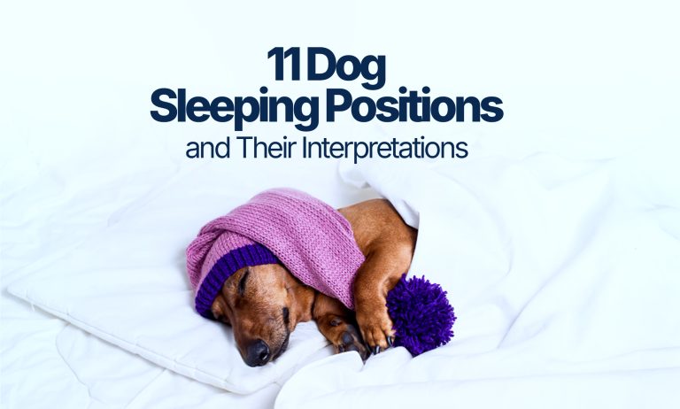 Dog sleeping positions and their interpretation