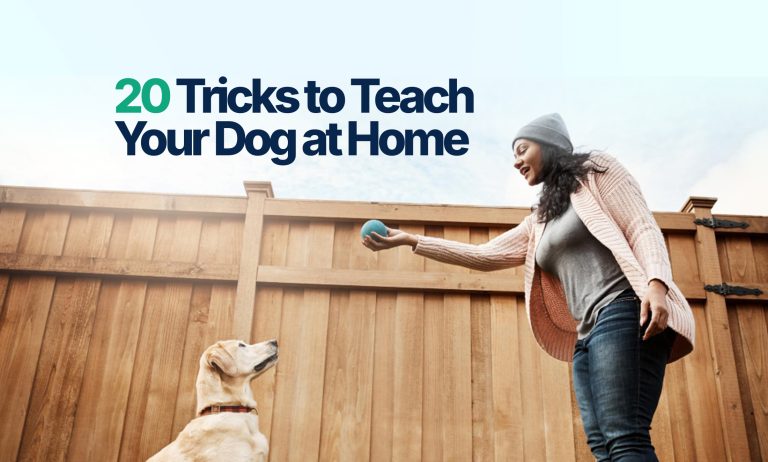 20-Tricks-to-Teach-Your-Dog-at-Home