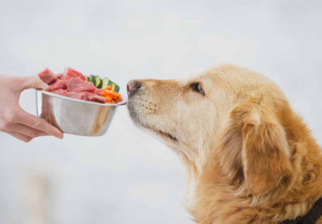 healthy dog diet